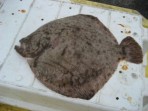 Sjaldséður fiskur.